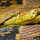 Illustration for article titled Virgin Birth Discovered In The Worlds Largest Snake
